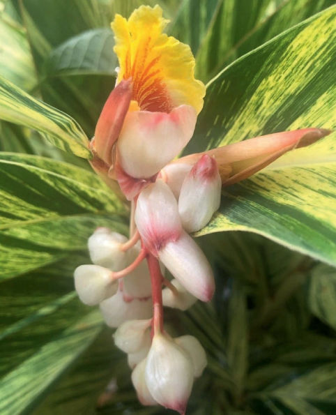 Shell Ginger