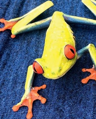 Red-Eyed Tree Frog