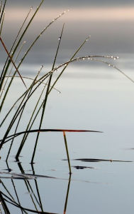 Title: Reeds in Water: Blank Nature Notebook:, Author: Maria Jacobs