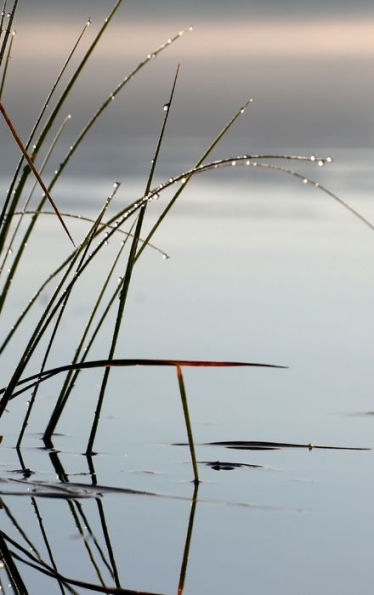 Reeds in Water: Blank Nature Notebook: