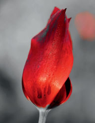 Title: Daily Journal - Tulip, Author: Rick Gailunas