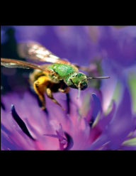 Title: Daily Journal - Green Bee, Author: Rick Gailunas