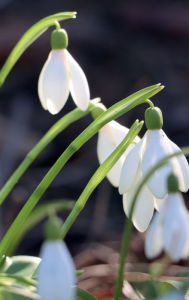 Title: White Snowdrops: Blank Lined Notebook:, Author: Maria Jacobs