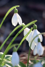 Title: White Snowdrops: Blank Lined Notebook:, Author: Maria Jacobs