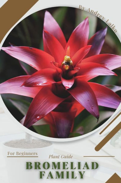Bromeliad Family: Prodigy Petal, Plant Guide