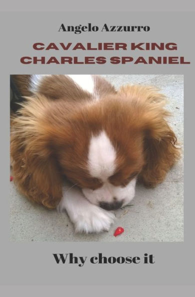 Cavalier King Charles Spaniel: Why choose it