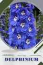 Delphinium: Plant Guide