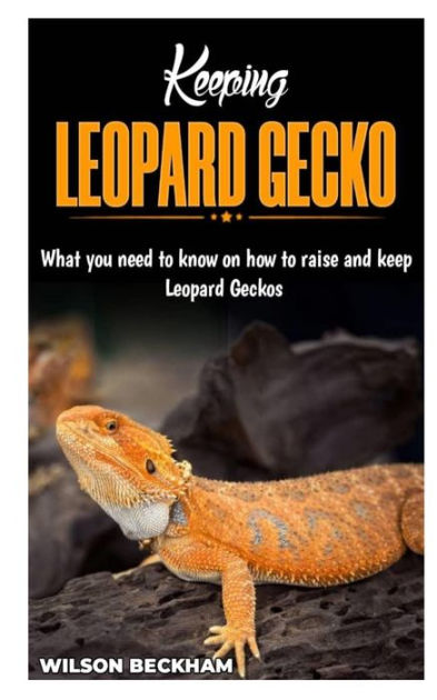 KEEPING LEOPARD GECKO: What You need to know on how to raise and keep ...