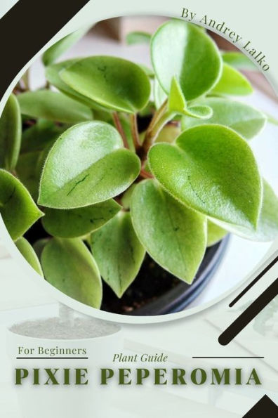 Pixie Peperomia: Plant Guide