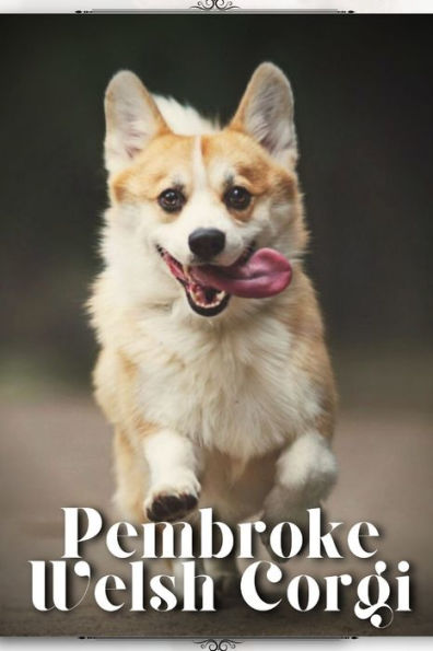 Pembroke Welsh Corgi: Dog breed overview and guide