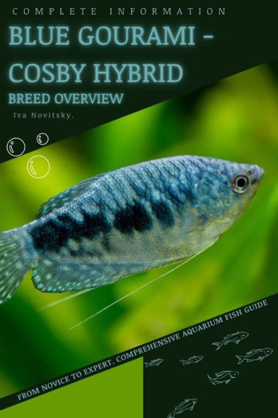 Blue Gourami - Cosby Hybrid: From Novice to Expert. Comprehensive Aquarium Fish Guide