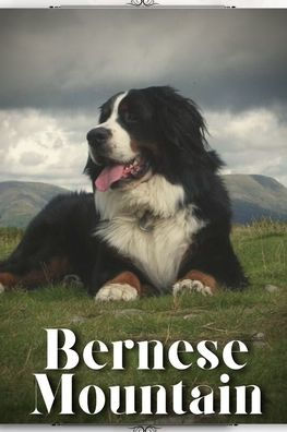 Bernese Mountain: Dog breed overview and guide