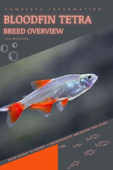 Bloodfin Tetra: From Novice to Expert. Comprehensive Aquarium Fish Guide