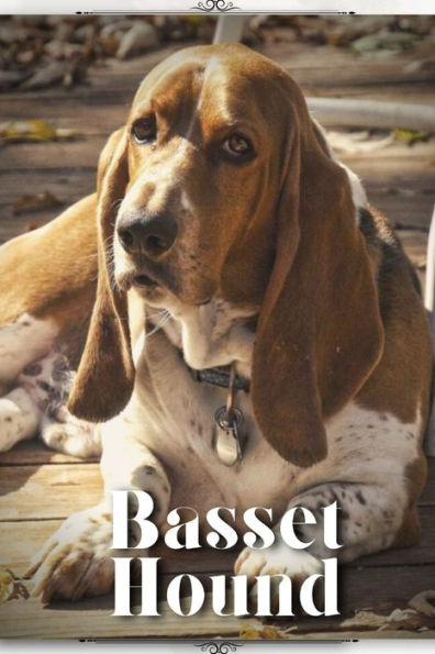 Basset Hound: Dog breed overview and guide