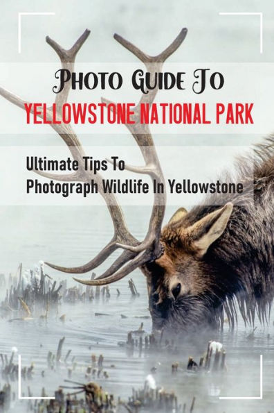 Photo Guide To Yellowstone National Park: Ultimate Tips To Photograph Wildlife In Yellowstone: