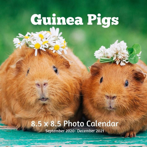 Guinea Pigs 8.5 X 8.5 Calendar September 2020 -December 2021: Monthly Calendar with U.S./UK/ Canadian/Christian/Jewish/Muslim Holidays- Rodent Pets