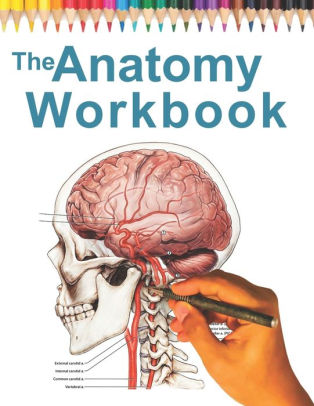 best way to learn anatomy for drawing