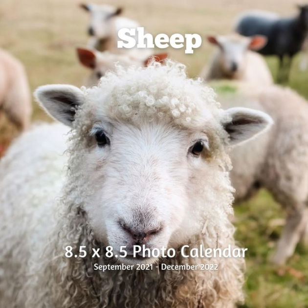 Sheep 8.5 X 8.5 Calendar September 2021 -December 2022: Monthly ...