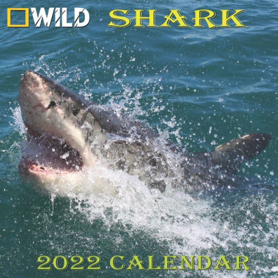 SHARK CALENDAR 2022: SHARK calendar 2022 "8.5x8.5" Inch 16 Months JAN