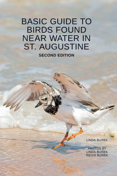 Basic Guide to Birds Found Near Water in St. Augustine