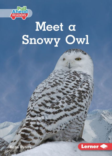 Meet a Snowy Owl