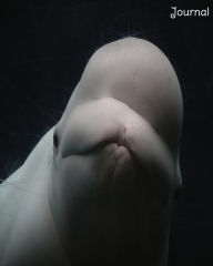 Title: Beluga Whale Journal, Author: Trisha Holder