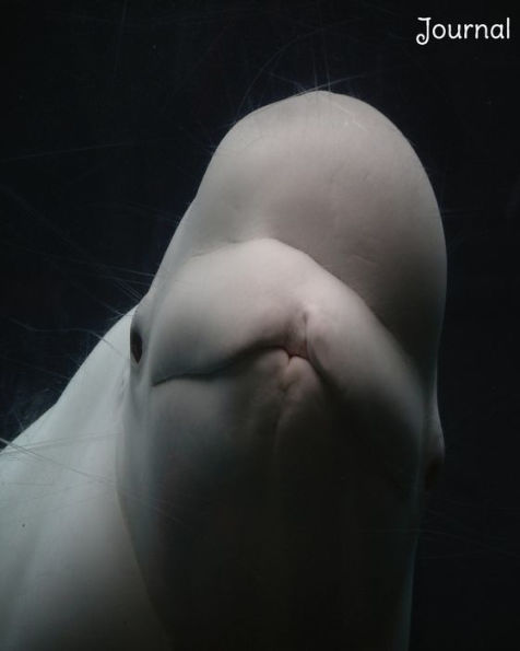 Beluga Whale Journal