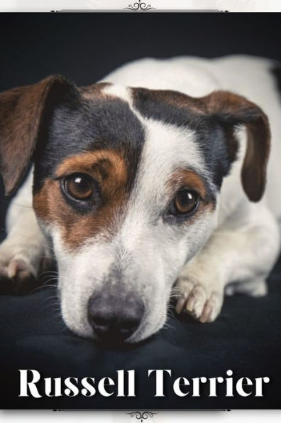 Russell Terrier: Dog breed overview and guide