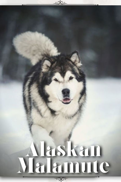 Alaskan Malamute: Dog breed overview and guide