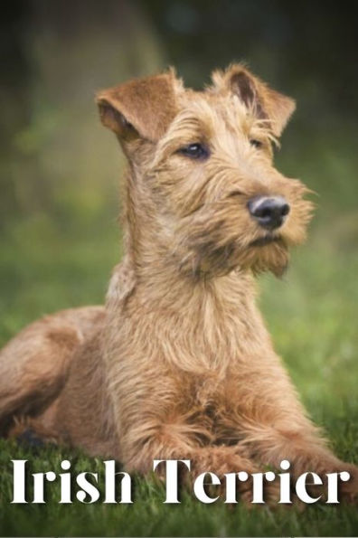 Irish Terrier: Dog breed overview and guide