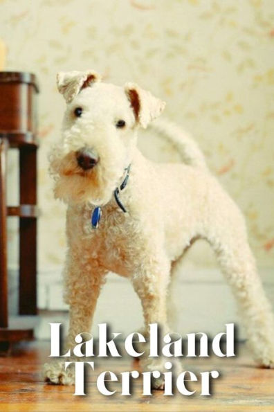 Lakeland Terrier: Dog breed overview and guide