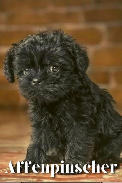 Affenpinscher: Dog breed overview and guide