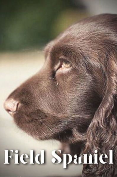 Field Spaniel: Dog breed overview and guide