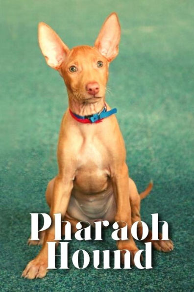 Pharaoh Hound: Dog breed overview and guide