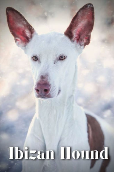 Ibizan Hound: Dog breed overview and guide