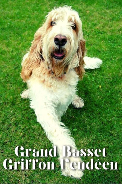 Grand Basset Griffon Vende?en: Dog breed overview and guide