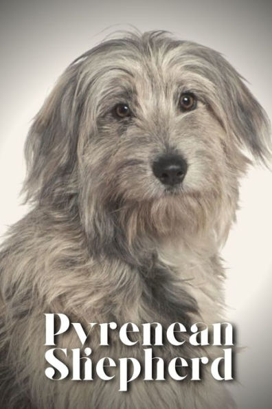 Pyrenean Shepherd: Dog breed overview and guide
