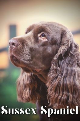 Sussex Spaniel: Dog breed overview and guide