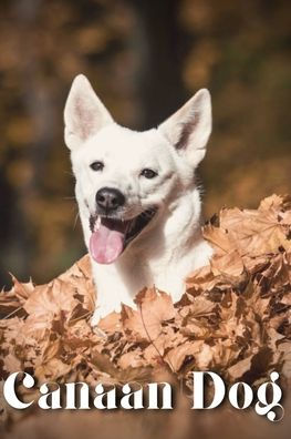 Canaan Dog: Dog breed overview and guide