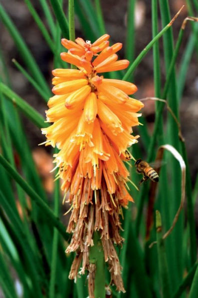 Red Hot Poker Flower and Bee: Blank Lined Notebook Journal: