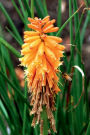 Red Hot Poker Flower and Bee: Blank Lined Notebook Journal: