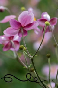 Title: Soft Pink Flowers: Lined Notebook Journal:, Author: Maria Jacobs