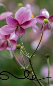 Title: Soft Pink Flowers: Lined Notebook Journal:, Author: Maria Jacobs