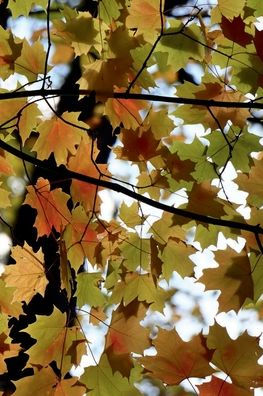 Lined Notebook Journal: Fall Maple Leaves Cover: