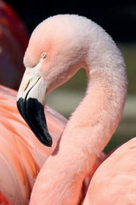 Title: Lined Notebook Journal: Pink Flamingo:, Author: Maria Jacobs