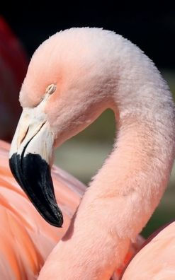 Lined Notebook Journal: Pink Flamingo: