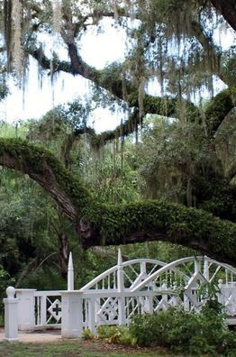 Majestic Live Oak: Journal / Notebook