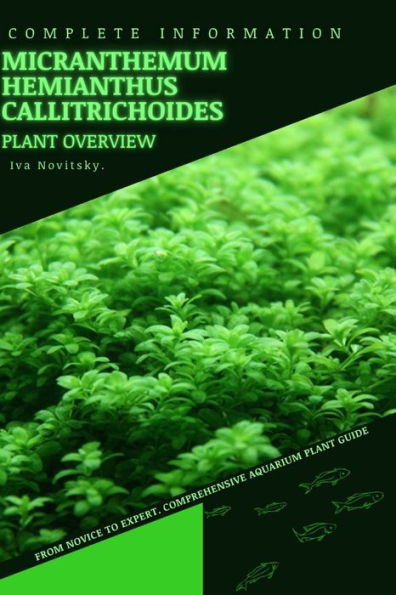 Micranthemum Hemianthus Callitrichoides: From Novice to Expert. Comprehensive Aquarium Plants Guide