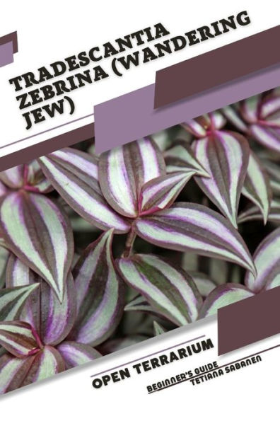 Tradescantia zebrina (Wandering Jew): Open terrarium, Beginner's Guide