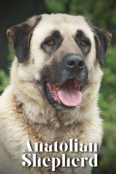 Anatolian Shepherd: How to train your dog and raise from puppy correctly